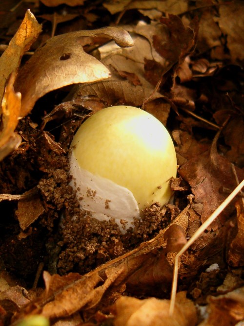 A pale yellow egg partially buried in soil and surrounded by dry leaves.