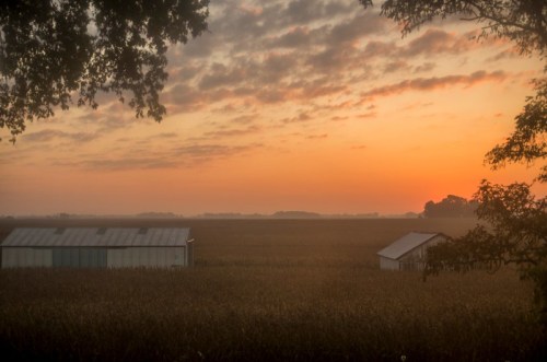 A serene sunrise over a cornfield, with two small sheds silhouetted against a colorful sky.