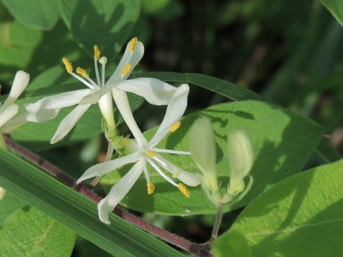 Close-up of delicate white flowers with yellow stamens, surrounded by green leaves in a natural setting.