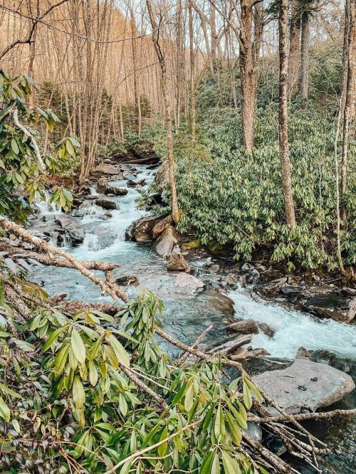 A serene stream flows through a forest, surrounded by trees and lush greenery, creating a peaceful natural scene.
