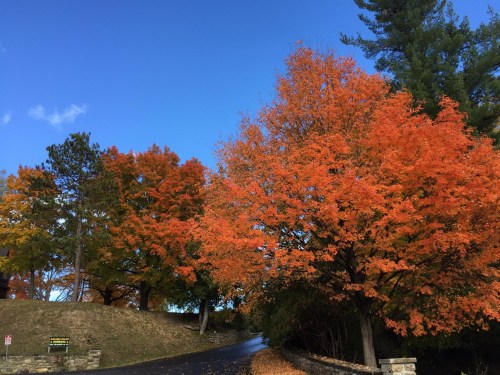 Vibrant orange and yellow trees line a winding road under a clear blue sky.