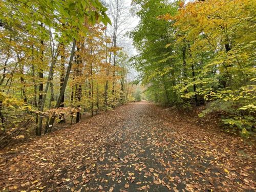 A serene forest path lined with trees in autumn colors, covered with fallen leaves.