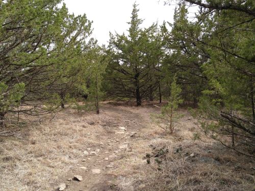 A rocky path winds through a dense area of green trees and dry grass, leading into a natural forest setting.