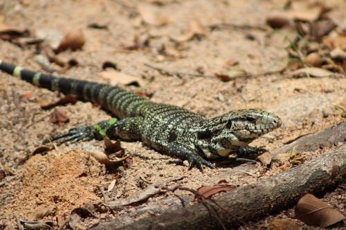 A lizard with a patterned body resting on sandy ground surrounded by leaves and twigs.