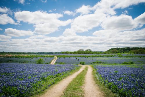A dirt path winds through a vibrant field of blue flowers under a bright, cloudy sky.