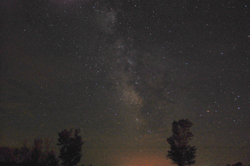 A starry night sky featuring the Milky Way, with silhouettes of trees in the foreground.