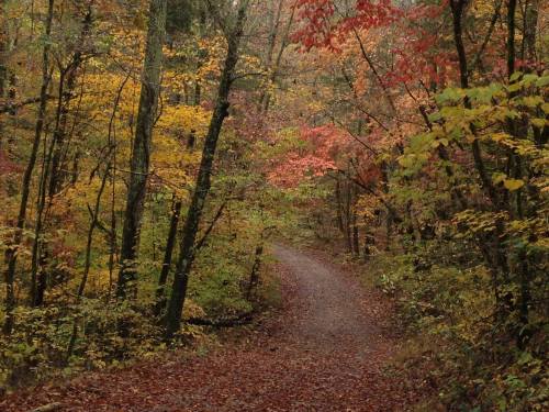 A winding gravel path through a vibrant forest with autumn leaves in shades of yellow, orange, and red.