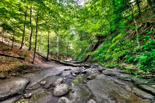 A serene forest scene with a rocky creek, lush green trees, and fallen logs along the banks.