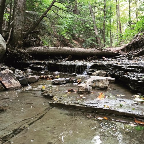 A serene forest stream flows over rocks, surrounded by lush greenery and fallen logs.