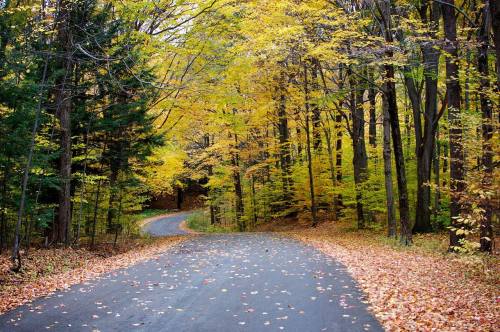 A winding road surrounded by vibrant autumn trees and fallen leaves in a serene forest setting.