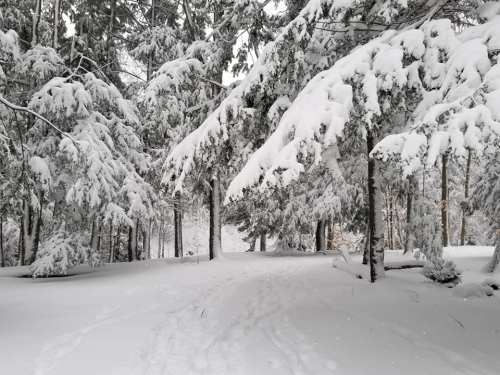 A snowy forest path surrounded by trees heavy with snow, creating a serene winter landscape.