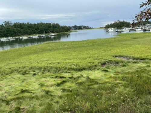 Lush green grass along a calm waterway, with boats moored in the distance and trees lining the shore.