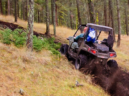 A person drives an ATV through a forested area, kicking up dirt and surrounded by trees and greenery.