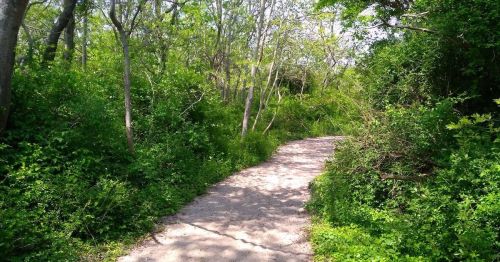 A winding path through lush greenery and trees, inviting exploration in a serene natural setting.
