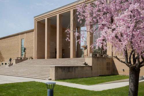 A museum building with large steps, flanked by a blooming cherry blossom tree in the foreground.