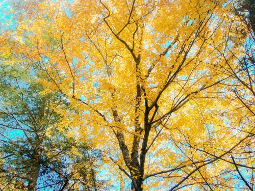 A vibrant tree with bright yellow leaves against a clear blue sky, surrounded by green trees.