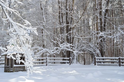 A serene winter scene with snow-covered trees and a wooden fence in a tranquil forest setting.