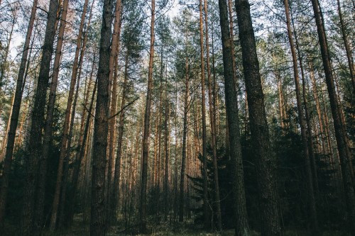 Tall trees in a dense forest, with sunlight filtering through the branches, creating a serene and tranquil atmosphere.