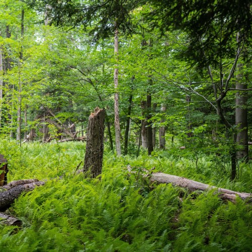 Lush green forest with ferns, fallen logs, and a tree stump surrounded by vibrant foliage.
