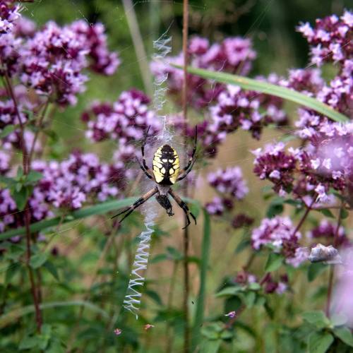 A spider with a yellow and black pattern sits in its web, surrounded by blooming purple flowers.