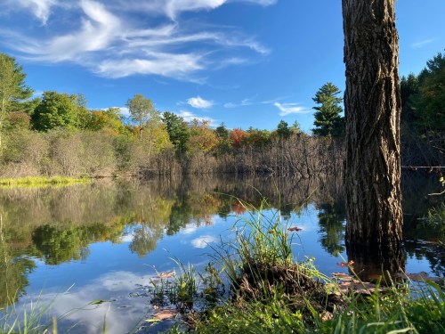 A serene pond reflecting trees and clouds, with vibrant autumn foliage and a tree trunk in the foreground.