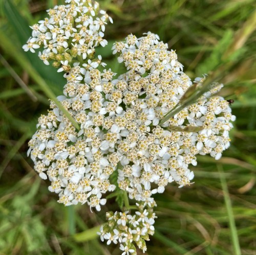 A close-up of a cluster of small white flowers with yellow centers, surrounded by green grass.