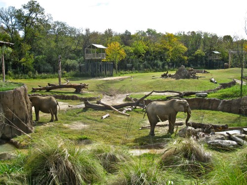 Two elephants in a grassy zoo habitat with logs and a small water area, surrounded by trees and structures in the background.
