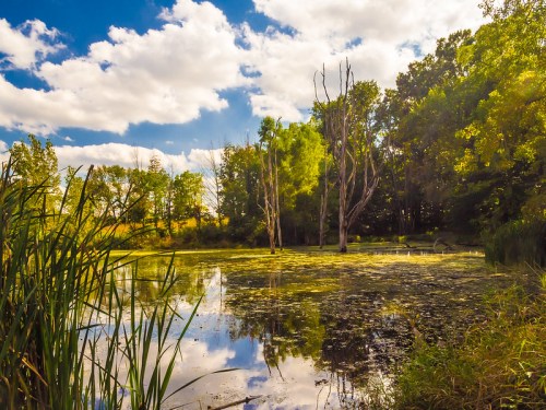 A serene pond surrounded by trees, reflecting clouds and greenery under a bright blue sky.
