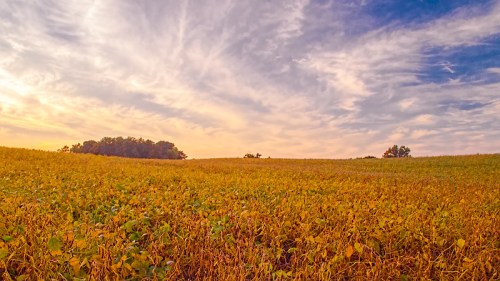 A golden field under a colorful sky at sunset, with trees in the distance and wispy clouds above.