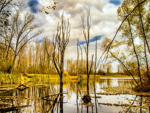 A serene wetland scene with still water, bare trees, and a cloudy sky reflecting in the water's surface.