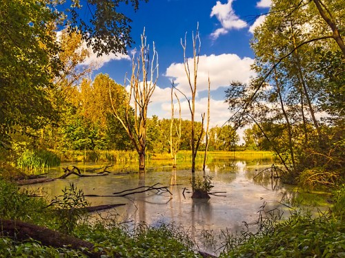 A serene wetland scene with tall, bare trees, lush greenery, and a calm, reflective pond under a blue sky with clouds.