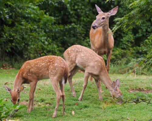 Three deer grazing on green grass in a lush, wooded area. One adult deer stands while two fawns feed nearby.