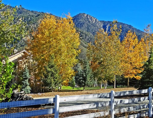 A scenic view of autumn trees with vibrant yellow leaves, a mountain backdrop, and a white fence in the foreground.