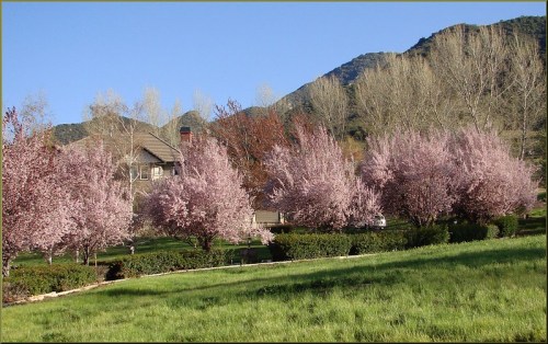 A scenic view of blooming pink trees in a grassy area, with a house and mountains in the background under a clear blue sky.