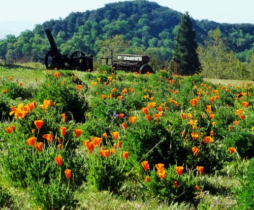 A field of vibrant orange poppies with a vintage tractor in the background and rolling green hills.