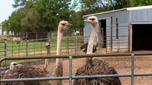 A group of ostriches standing near a fence, with a barn and greenery in the background.