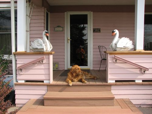 A golden retriever relaxes on the steps of a pink house, flanked by decorative swan statues.