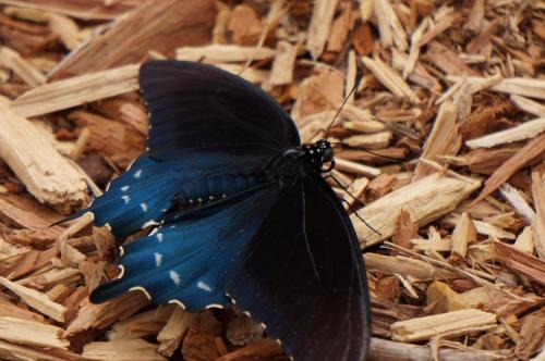 A black butterfly with blue accents resting on a bed of wood chips.