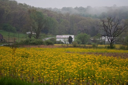 A misty landscape featuring a field of yellow flowers, with a distant farmhouse and trees in the background.