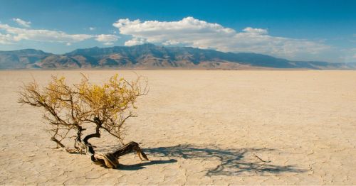 A solitary, twisted shrub on cracked earth with distant mountains and a blue sky in the background.