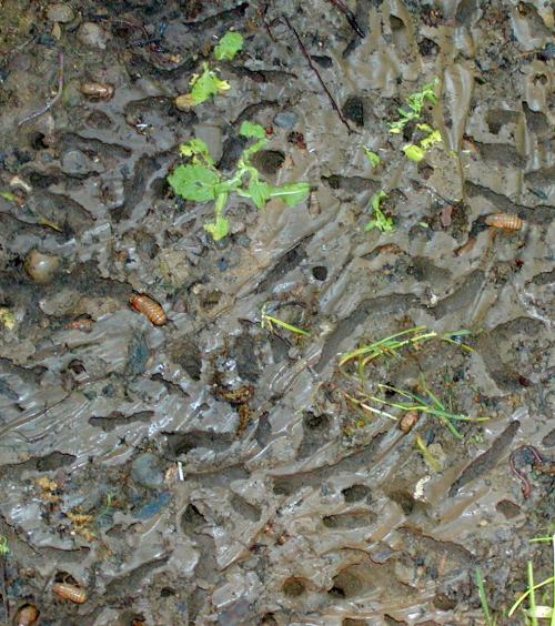 Close-up of muddy ground with visible insect larvae, small plants, and textured soil patterns.
