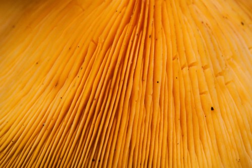 Close-up of a vibrant yellow mushroom cap, showcasing its textured, ridged surface.
