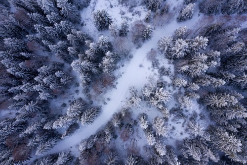 Aerial view of a snowy forest with a winding path surrounded by frosted trees.