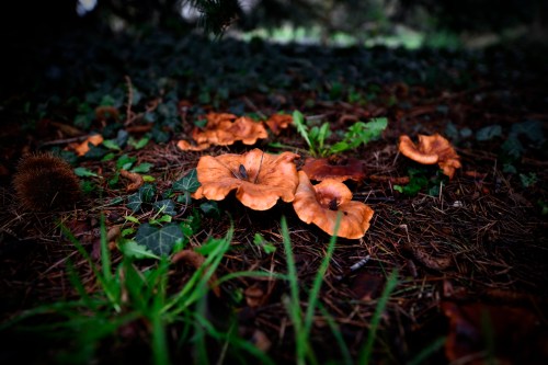 A cluster of orange-brown mushrooms on the forest floor, surrounded by green grass and pine needles.