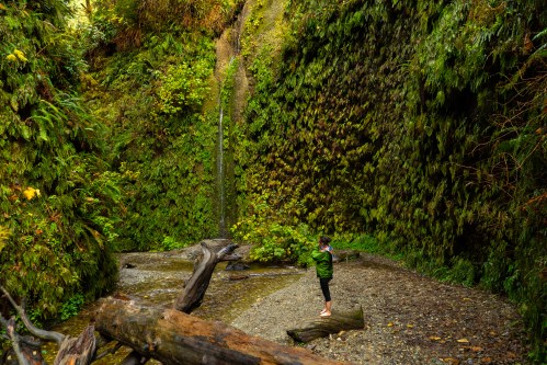 A person stands on a log in a lush, green canyon with a small waterfall and ferns surrounding them.