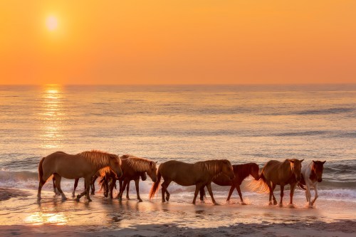 A group of horses walking along the shoreline at sunset, with the sun reflecting on the calm ocean water.