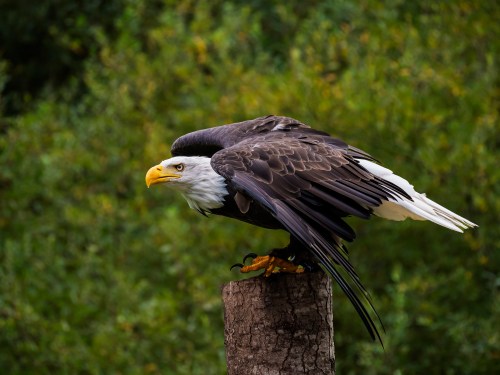 A majestic bald eagle perched on a tree stump, wings slightly spread, with a blurred green background.