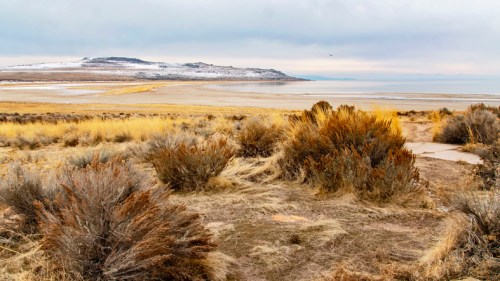 A serene landscape featuring golden grasses and shrubs, with a distant snowy mountain and calm waters under a cloudy sky.