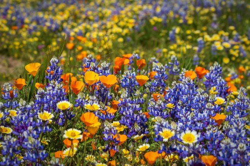 A vibrant field of wildflowers featuring orange poppies, blue lupines, and yellow daisies in full bloom.