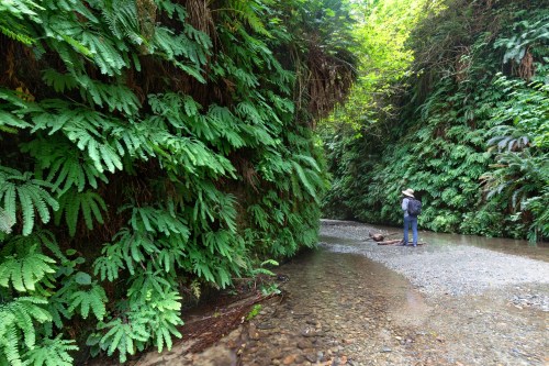 A person stands in a lush green canyon surrounded by ferns and a shallow stream. Sunlight filters through the trees.